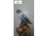 موجود جوز برسوناتو اليف - 2