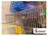 جوز ببغاء كوكتيل - 2