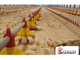 تجهيز مزارع الدواجن المغلقة بنظام الحديث - 2