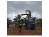 اشجار نخيل للمناظر ومثمر. للبيوت والى الفلل