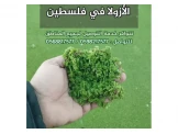 نبات الأزولا