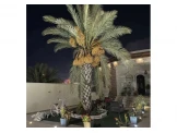 اشجار نخيل للمناظر ومثمر. للبيوت والى الفلل - 2