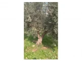 أشجار زيتون للبيع   - 2