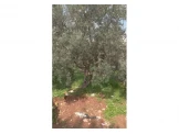 انس ابو علي - 3