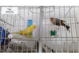انثى كناري لون اصفر جاهزة للبيع في رام الله