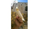 موجود كوكتيل لاتينو عيون حمر اليف 