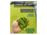 نبات أزولا