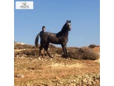 مهر عربي 