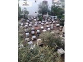 نحل هادئ 