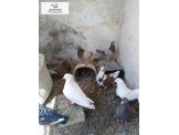 حمام شغال نوعية ممتازة جدا  - 2