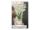 تنسيقات شجر - 2