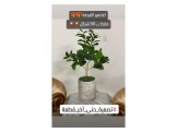 تنسيقات شجر - 3