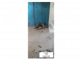 طواوويس ذكور