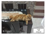 قط شرازي للبيع للتزاوج - 2