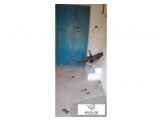 طواوويس ذكور - 2