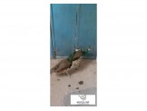 طواوويس ذكور - 3