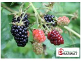 اشتال توت اسود Black Berry plants 
