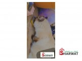 قطة سيامي٩ - 2