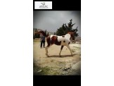 مهرة هندية للبيع 
