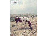 مهرة هندية للبيع  - 2