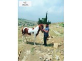 مهرة هندية للبيع  - 3