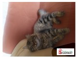 قط شيراز للبيع