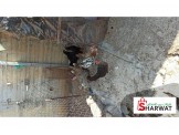 طيور للبيع