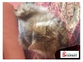 قط شيراز للبيع - 2