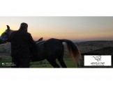 فرس للبيع - 2