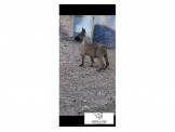 جروة مالينو  - 2