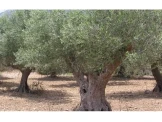 شجر زيتون رومي مثمر جودة عالية - 2