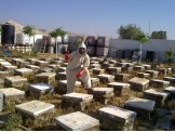 متوافر عسل سدر (الاغوار) 