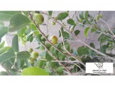 اشجار مثمرة 