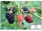 اشتال توت اسود Black Berry plants 