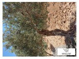 اشجار زيتون كبيرة