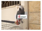ببغاء جاكو للبيع مع القفص