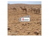 المزرعة النموذجية لانتاج حليب النوق