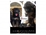 كلبين جيرمان شبرد اصلي
