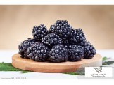 اشتال توت اسود Black Berry plants  - 2