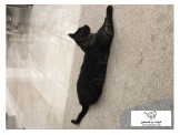 قط للبيع - 2