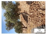 اشجار زيتون كبيرة - 2