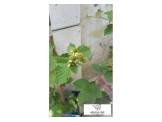 اشتال توت اسود Black Berry plants  - 3
