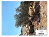 اشجار زيتون كبيرة - 3
