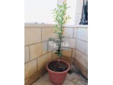 شجر ليمون قزمي صيني - 3