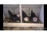20 دجاجة فقاصة بيض