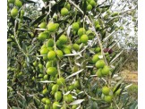 زيت زيتون عالي الجودة للبيع