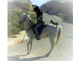 فرس للبيع