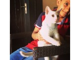 قطة بيضاء - 3