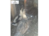 بط للبيع صنف جميل وممتاز 13 بطه 