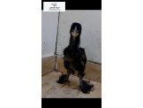 حرق أسعار برهومي وقطني - 3